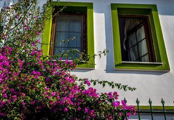 Fototapeta na wymiar Green painted windows and bougainvillea plant