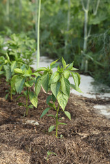 Pepper grows on a bed in organic farming. Mulch with vegetables outdoors.
