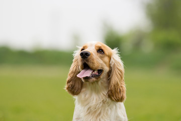 Portrait of a spaniel dog looking