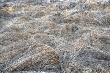 Dry grass in a field