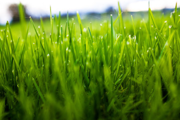 Fototapeta premium Grass pasture in New Zealand