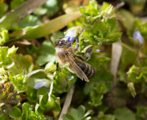 Bee in the grass on the flowers