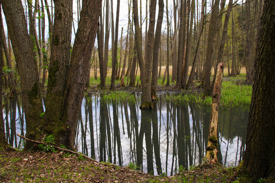 Moorwald, Wasserlandschaft, Bundesland Brandenburg, Biesenthaler Becken