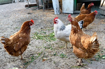 Several red farm chicken (breeds: Redbro, Lohmann Brown, Hisex Brown, Hy-Line) and white (Adler silver breed) walk in yard the countryside
