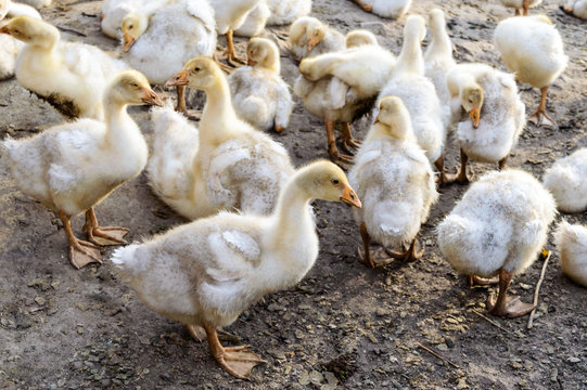 A flock of young white geese, clean the feathers on the background of nature.