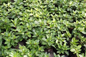 fresh green vinca rosea plant in nature garden