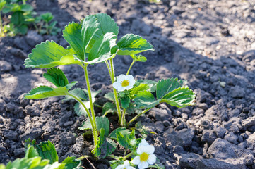 Green strawberry leaves with flowers and buds grow in the garden in the spring. Seedling. Flowering plants in the ground. Selective focus.