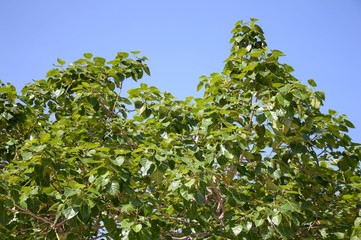 fresh green ficus religiosa leaves in nature garden