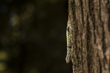 Obraz premium Mediterranean Wall lizard , Podarcis sicula,