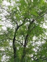 The top of the tree.