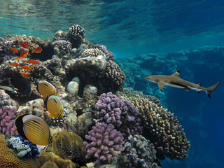 Tropical Coral Reef