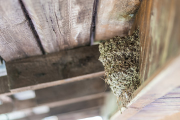 Swallow's nest under wooden roof.
