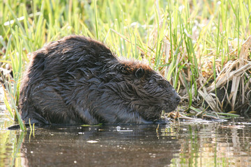 Beaver munching on juicy roots in the shallow lake water. Beaver Canadian national animal.