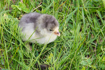Beautiful small chick in the green grass