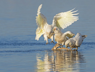 Little Corellas Drinking