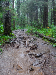 Washed out road in the woods