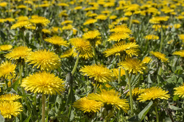 Field of the yellow flowers of Dandelion (Taraxacum officinale)