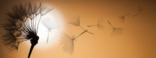 Obraz premium latające nasiona mniszka lekarskiego na tle zachodu słońca