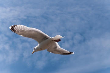 The Sea Gull