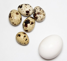chicken and quail eggs on white background