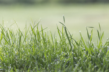 dew grass background