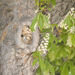 Eurasian nuthatch or wood nuthatch (Sitta europaea) feeding insects to chicks