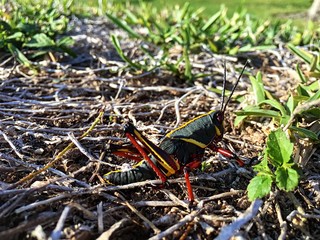 Black Lubber Grasshopper