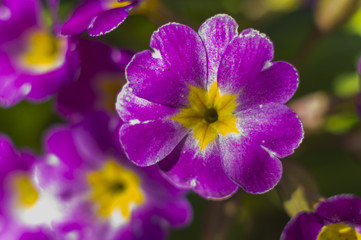 Background flower primrose