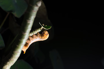 Caterpillar eating leaf