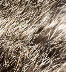 Hair on the cat as a background