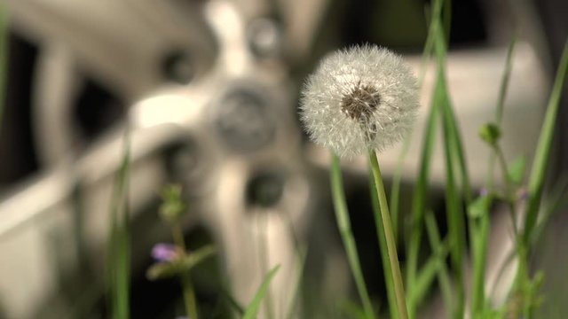 Light and beautiful dandelion.The bright rays of the sun illuminate the gentle, charming God's creation. An air flower.Lawn with dandelions. White, delicate, fragile flowers.