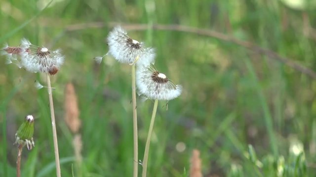 Light and beautiful dandelion.The bright rays of the sun illuminate the gentle, charming God's creation. An air flower.Lawn with dandelions. White, delicate, fragile flowers.
