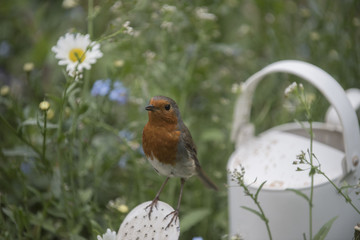 robin in a beautiful garden