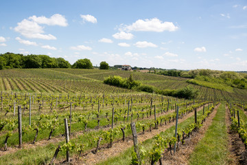 Fototapeta na wymiar The slightly hilly scenery of vineyards in France