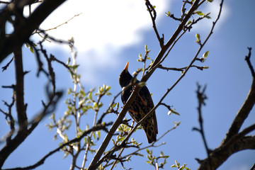 Starling sits on a branch in spring