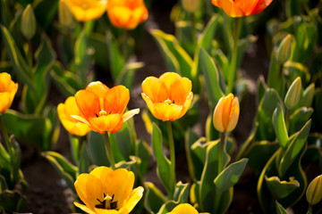 Obraz na płótnie Canvas Beautiful yellow tulips in nature