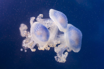 Obraz na płótnie Canvas jellyfish family
