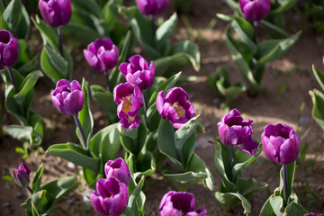 Beautiful purple tulips in nature