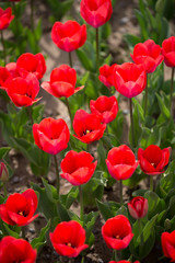 Obraz premium Beautiful red tulips in nature