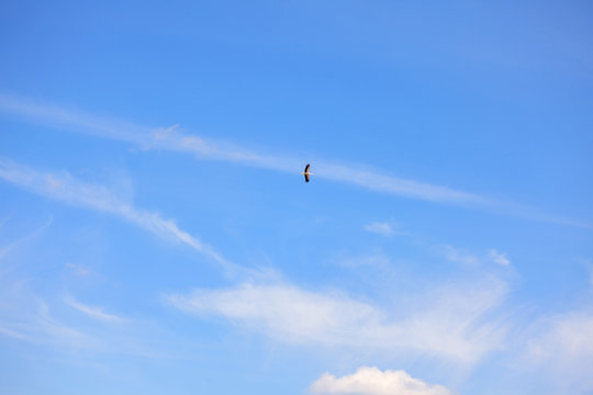 bird on the blue sky