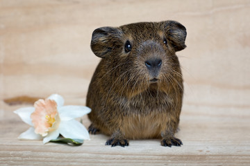 Fototapeta premium Junges Glatthaar Meerschweinchen