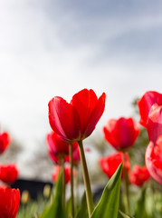Red tulips against the blue sky in the nature