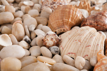 Seashells and pebbles background, natural seashore stones