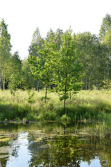 Little pond in a forest.