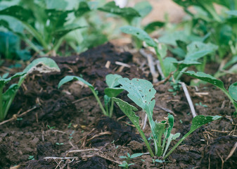 Chinese cabbage sprouts in the garden, organic vegetables farming, leaves eaten by insects