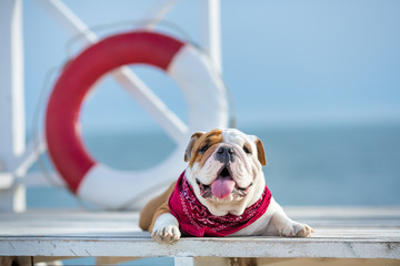 Cute puppy of english bull dog with funny face and red bandana on neck close to life saving bouy round floater