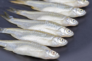 Minnow (Apollo shark) fish - scientific name is 