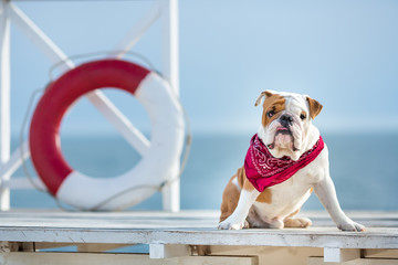 Naklejka premium Cute puppy of english bull dog with funny face and red bandana on neck close to life saving bouy round floater