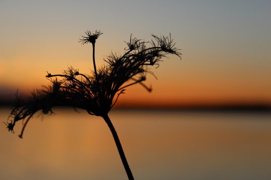 Sonnenuntergang, Flower, Blume, sunside
