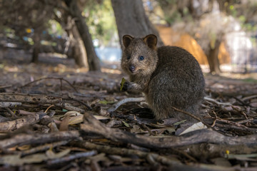 Cute baby qoakka eating a leaf. Rottnes Island, Western Australia